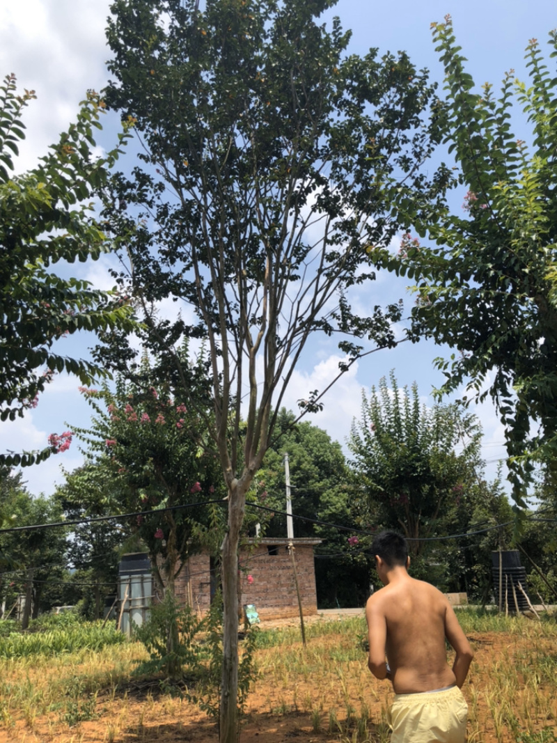 精品紫薇，紫叶紫薇包成活技术指导造型美观