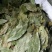 香叶广西青香小片大片中片都有，量大价优，产地直发