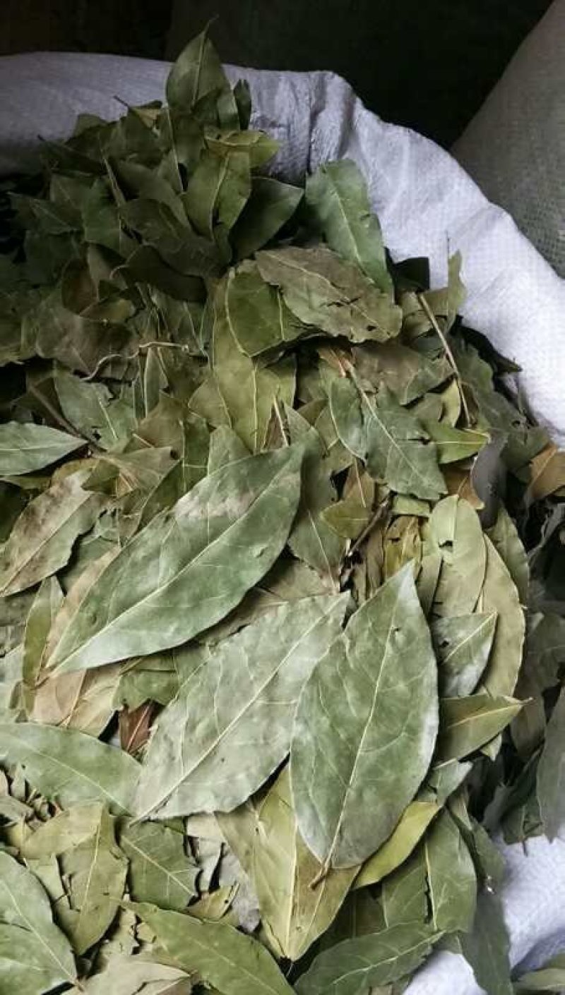 香叶广西青香小片大片中片都有，量大价优，产地直发