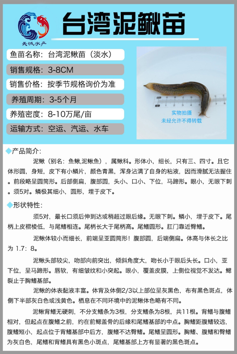 广东优质抗病力强泥鳅台湾泥鳅快大泥鳅泥鳅苗泥鳅水花