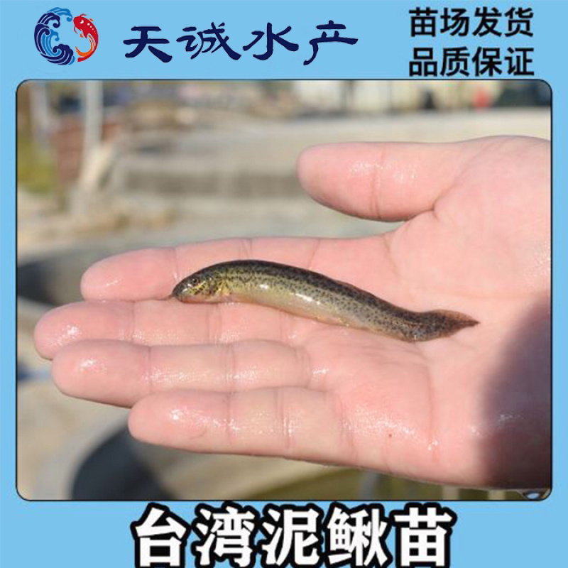 广东优质抗病力强泥鳅台湾泥鳅快大泥鳅泥鳅苗泥鳅水花