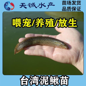 广东优质抗病力强泥鳅台湾泥鳅快大泥鳅泥鳅苗泥鳅水花