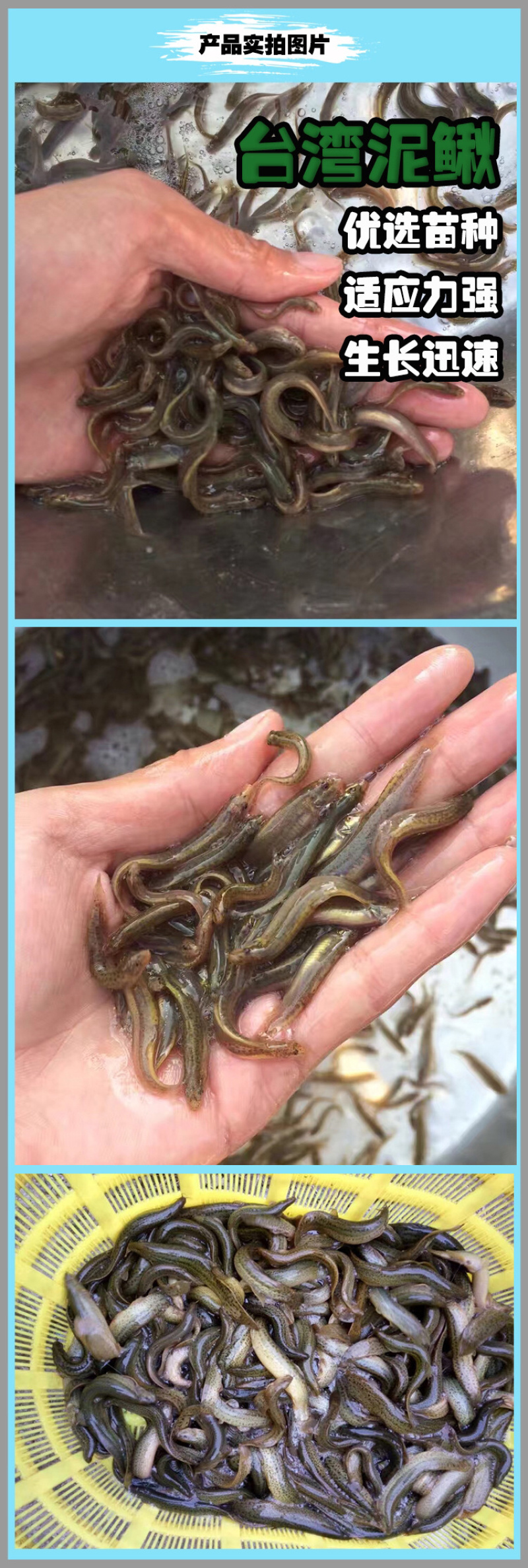 广东优质抗病力强泥鳅台湾泥鳅快大泥鳅泥鳅苗泥鳅水花