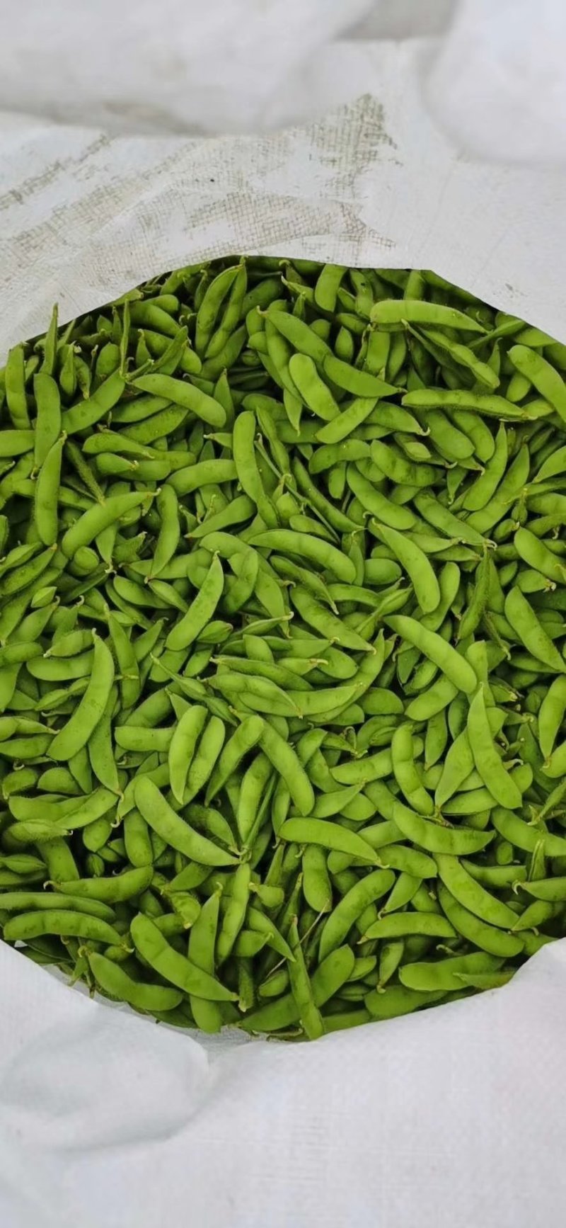 绿宝石毛豆，颗粒饱满，个大均匀，产地直销