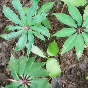 七叶一枝花-重楼