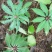 七叶一枝花-重楼