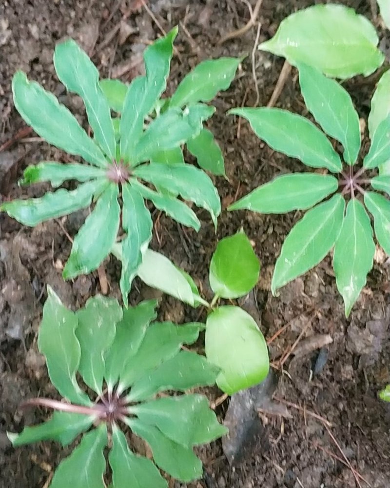 七叶一枝花-重楼
