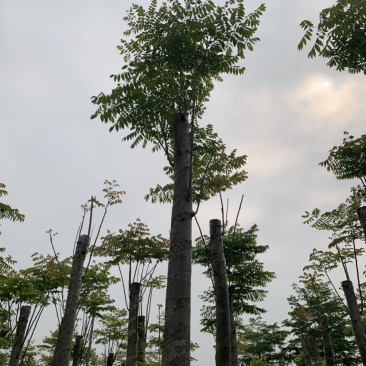 国庆花
