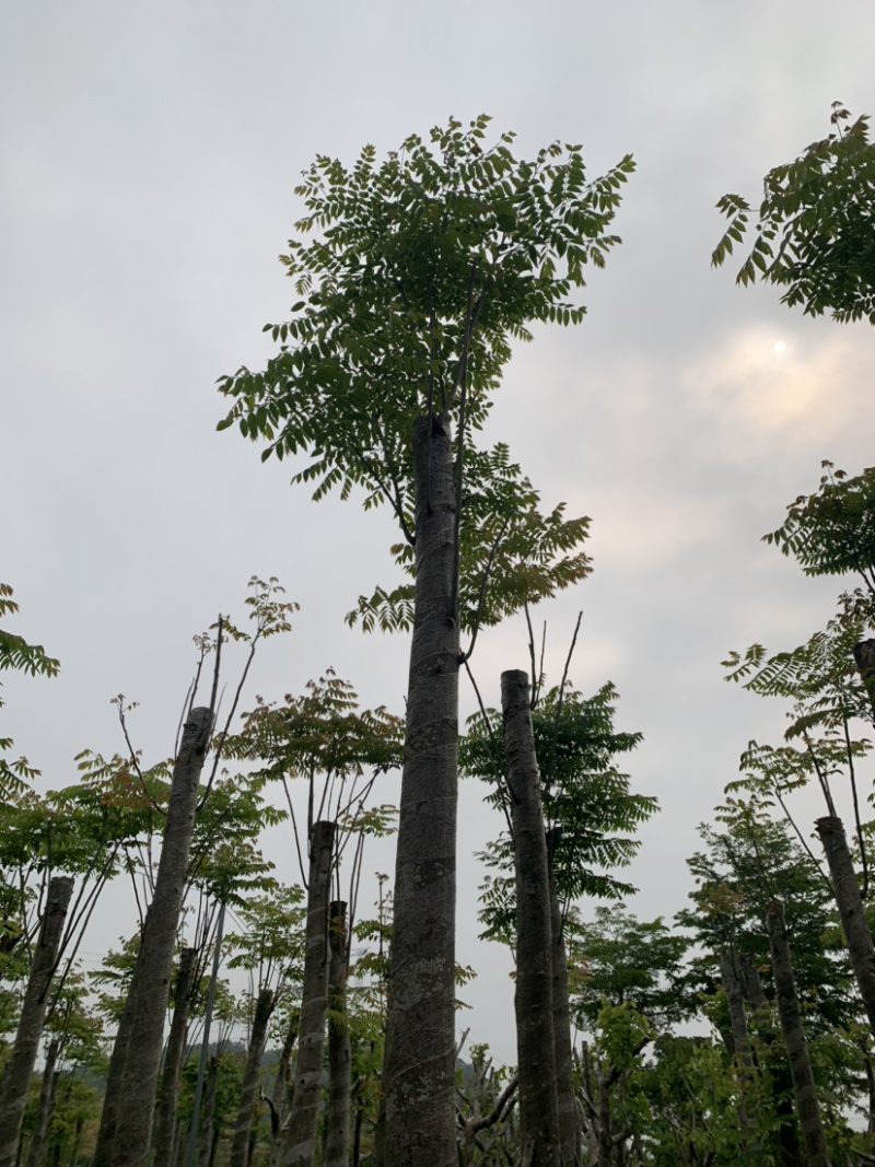 国庆花