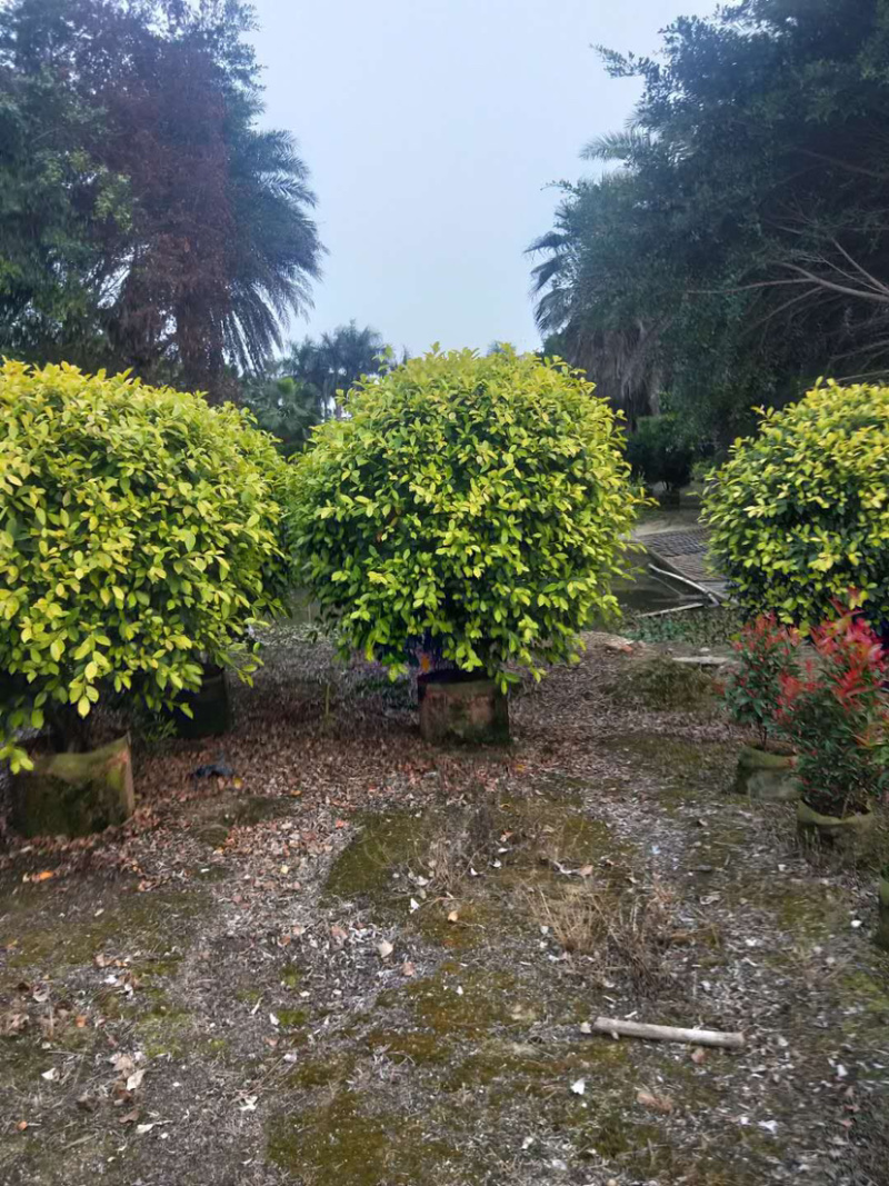 黄心榕