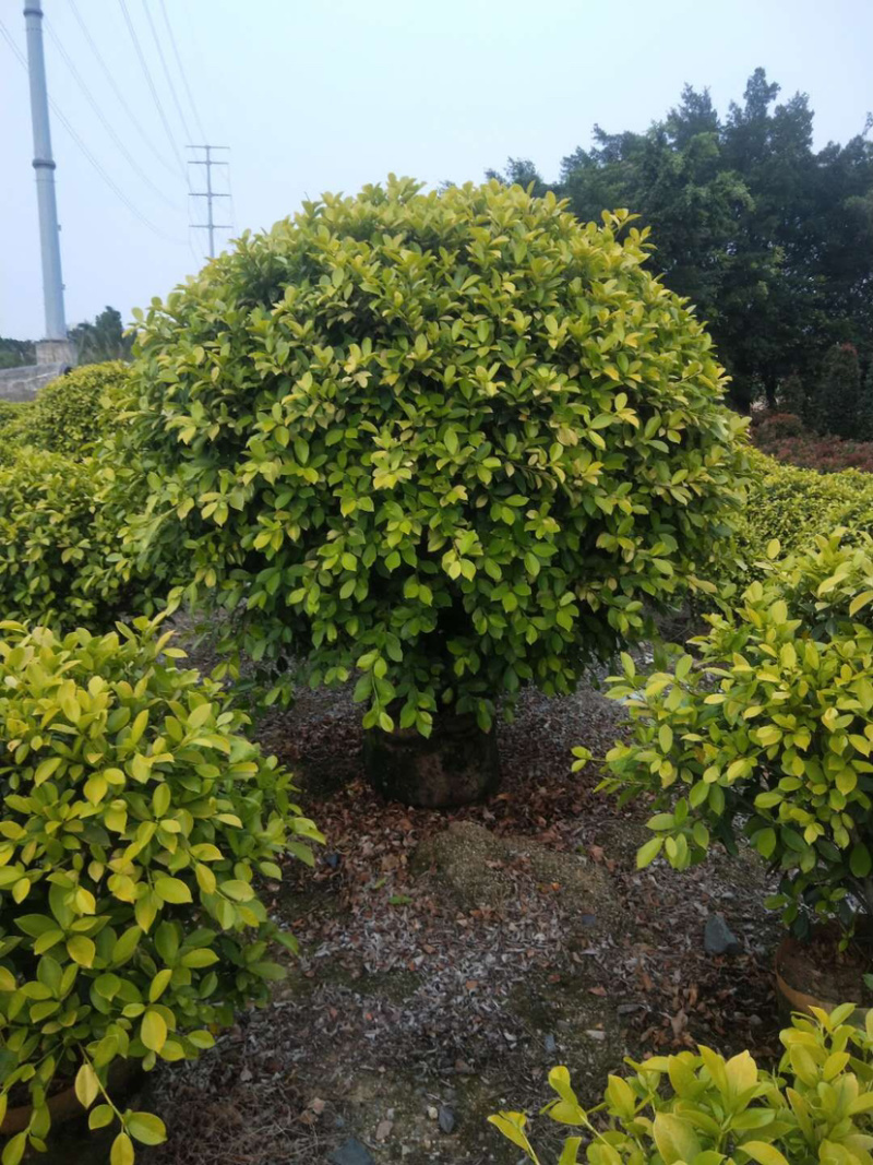 黄心榕