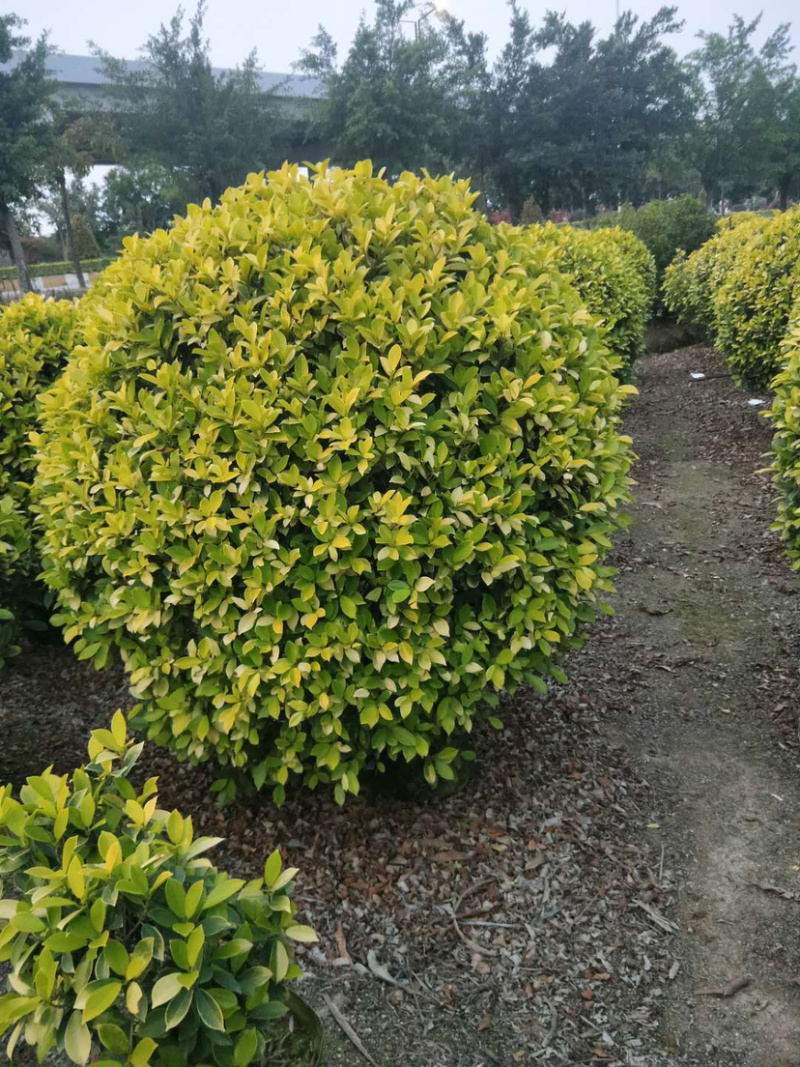 黄心榕