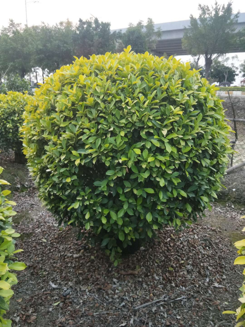 黄心榕