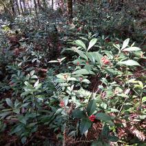 草珊瑚苗、肿节茶、九节茶