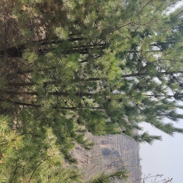 油松，大量庆阳油松，来电联系，，，，，，，，，，，，