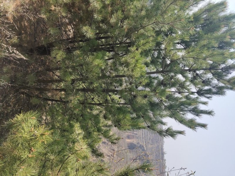 油松，大量庆阳油松，来电联系，，，，，，，，，，，，