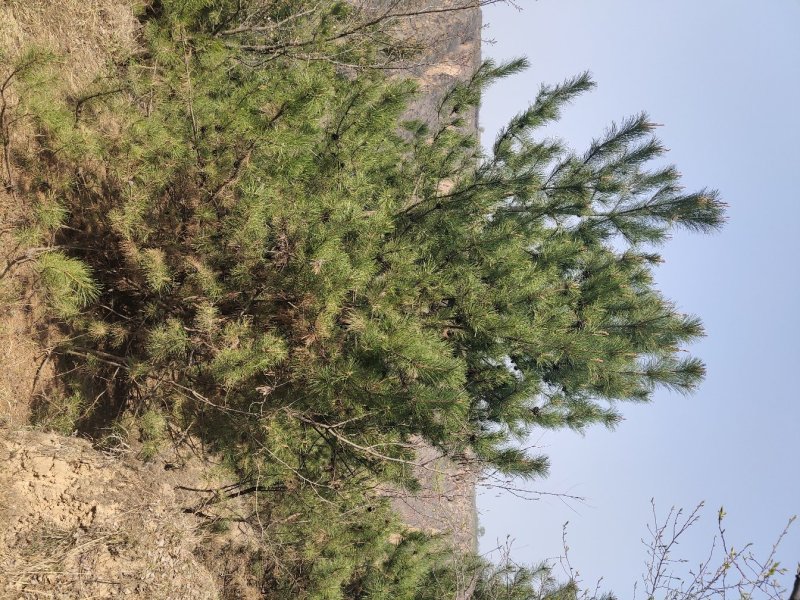油松，大量庆阳油松，来电联系，，，，，，，，，，，，