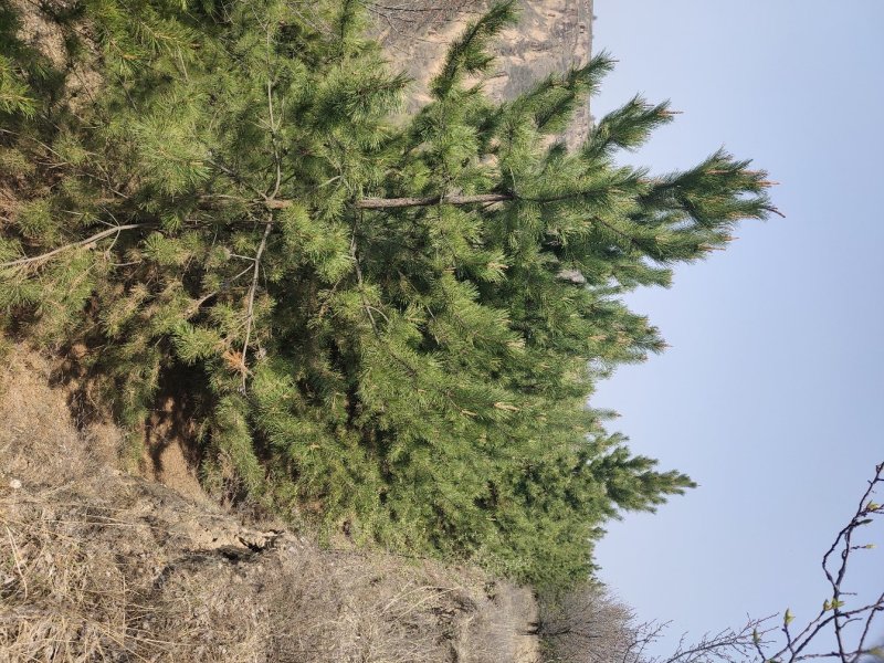 油松，大量庆阳油松，来电联系，，，，，，，，，，，，