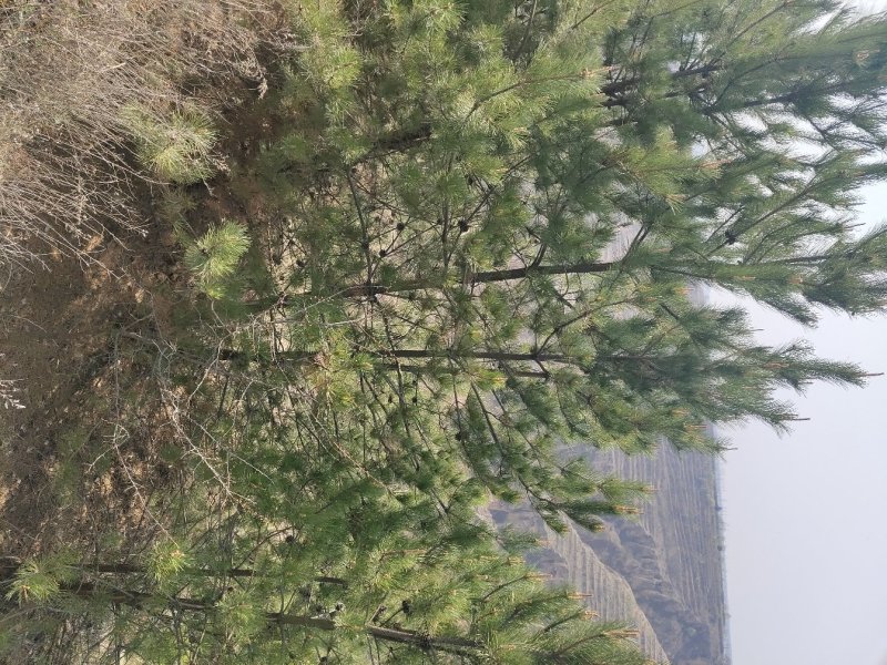 油松，大量庆阳油松，来电联系，，，，，，，，，，，，
