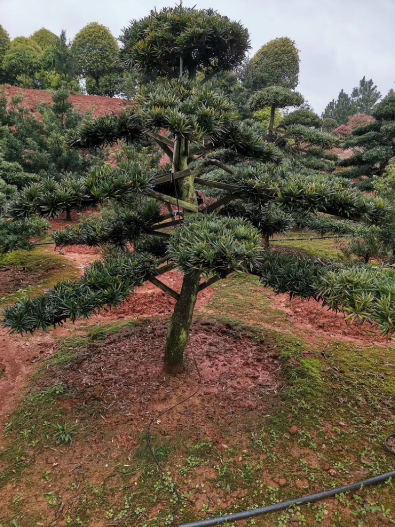 精品柚子苗，柚子树，丛生柚子树，沙糖柚，