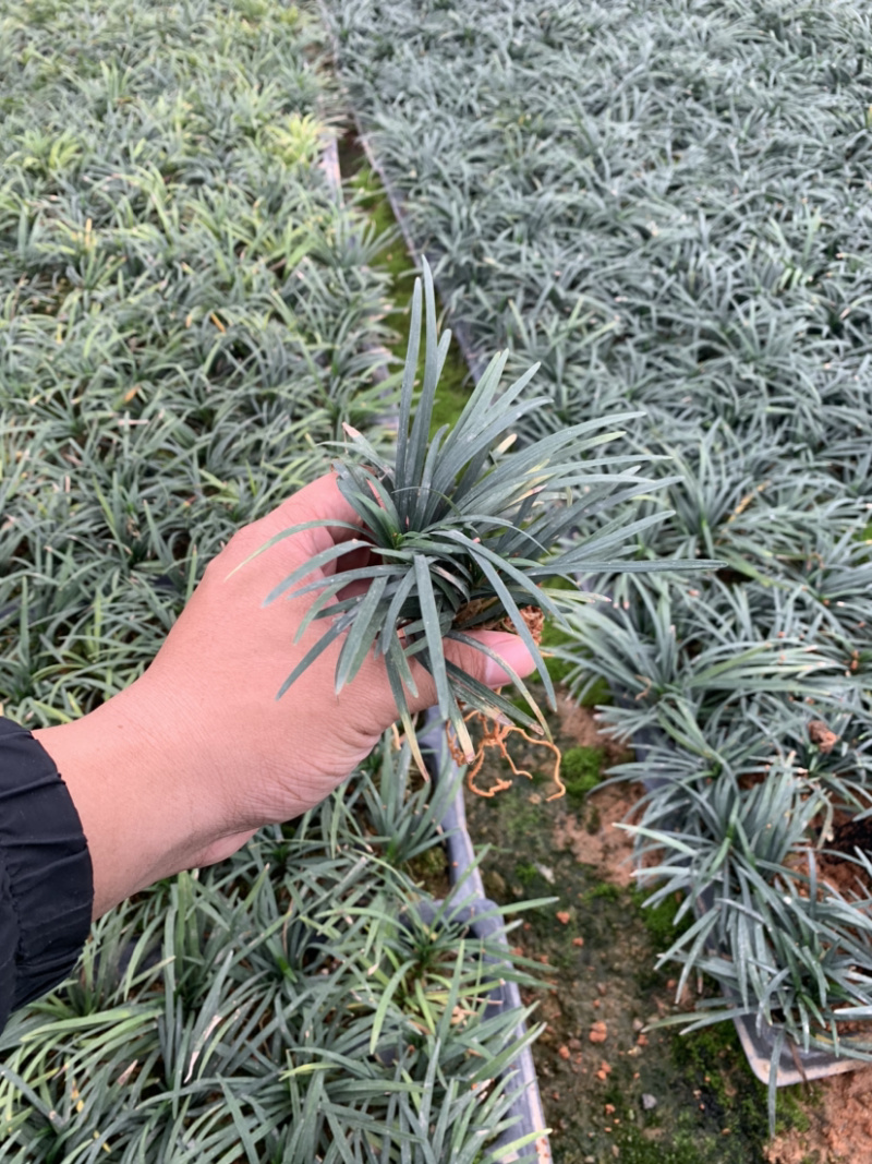 玉龙草