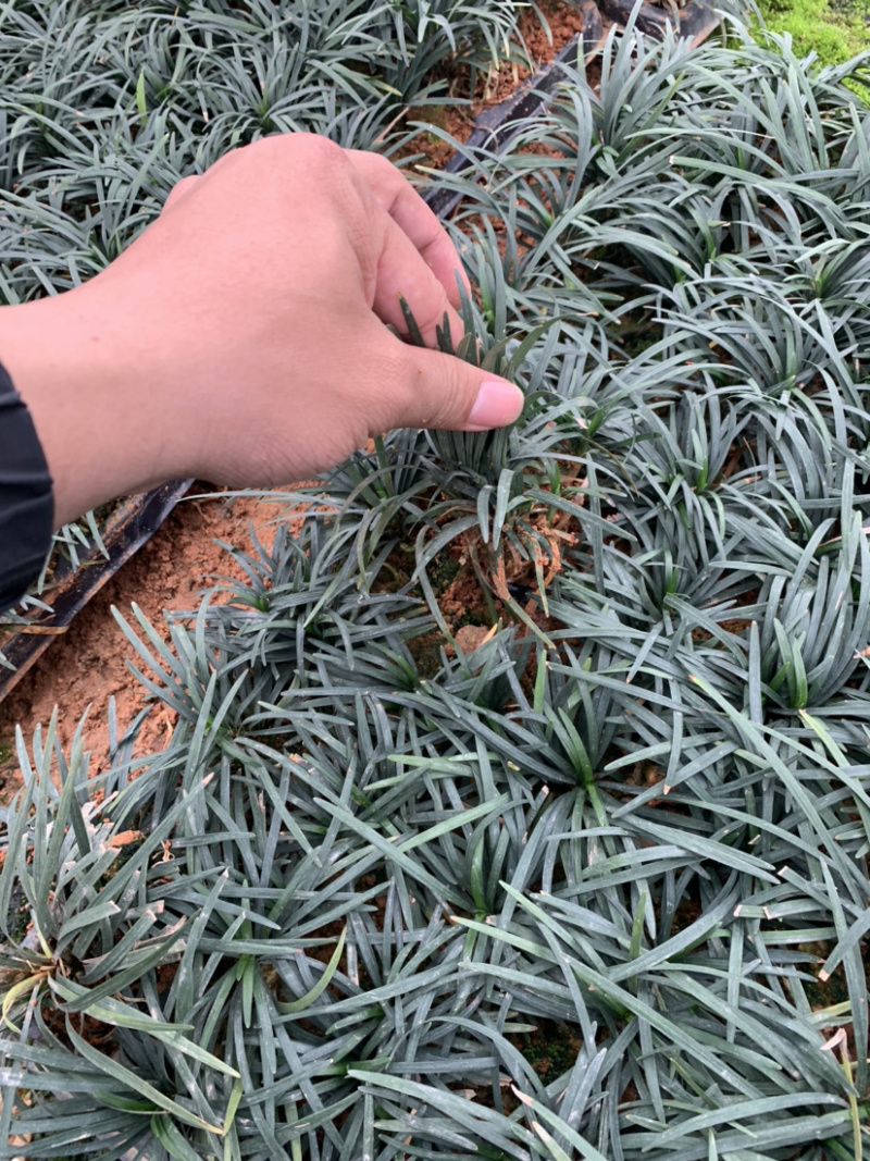 玉龙草