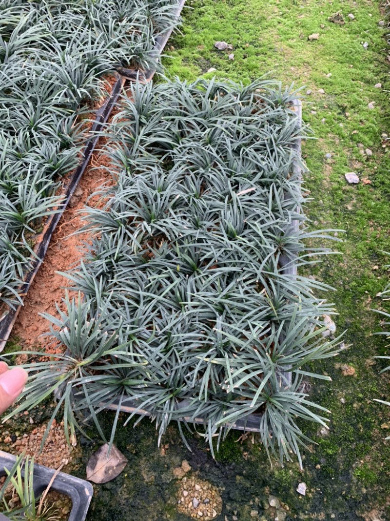 玉龙草