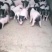 巴马香猪巴马香猪养殖场提供养猪技术