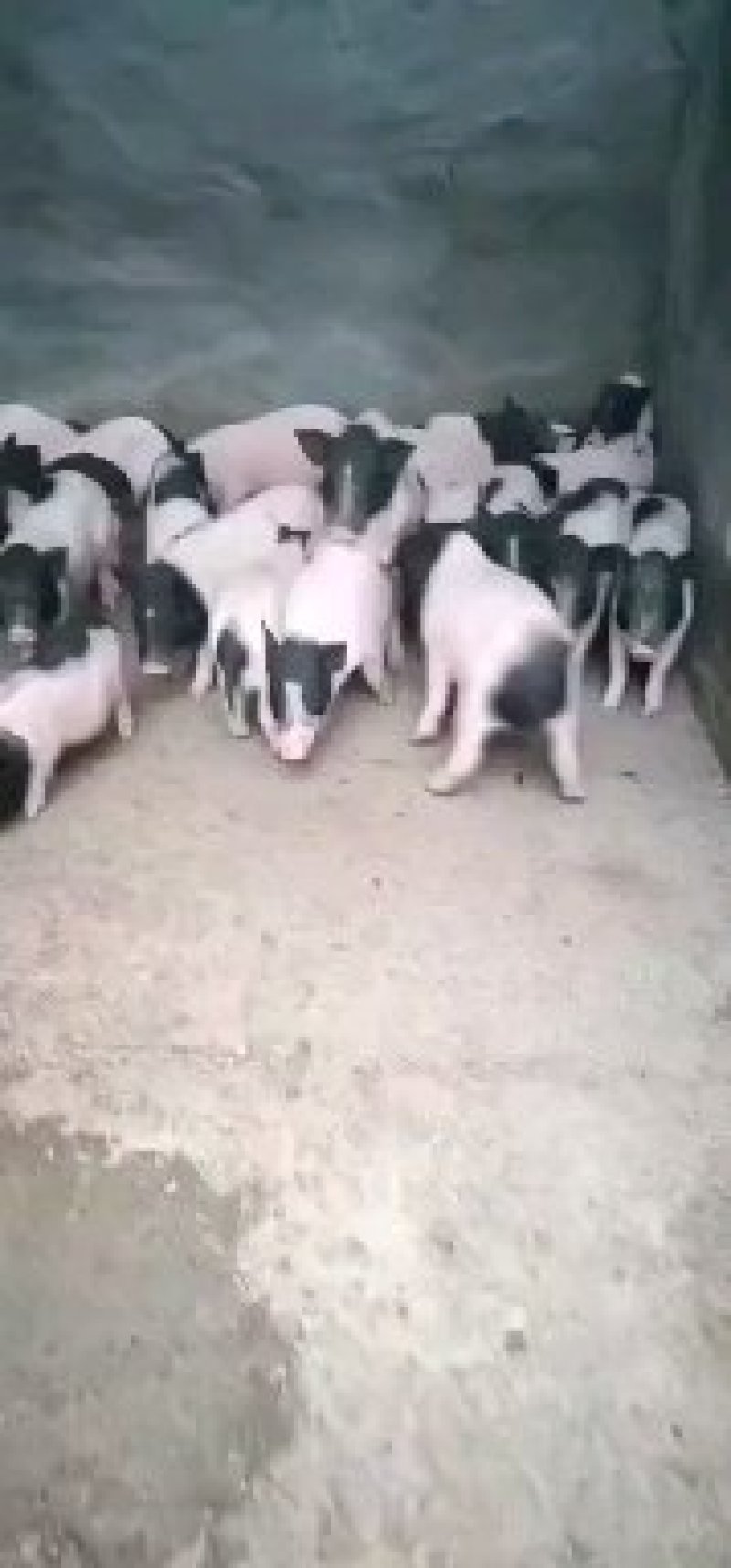 巴马香猪巴马香猪养殖场提供养猪技术