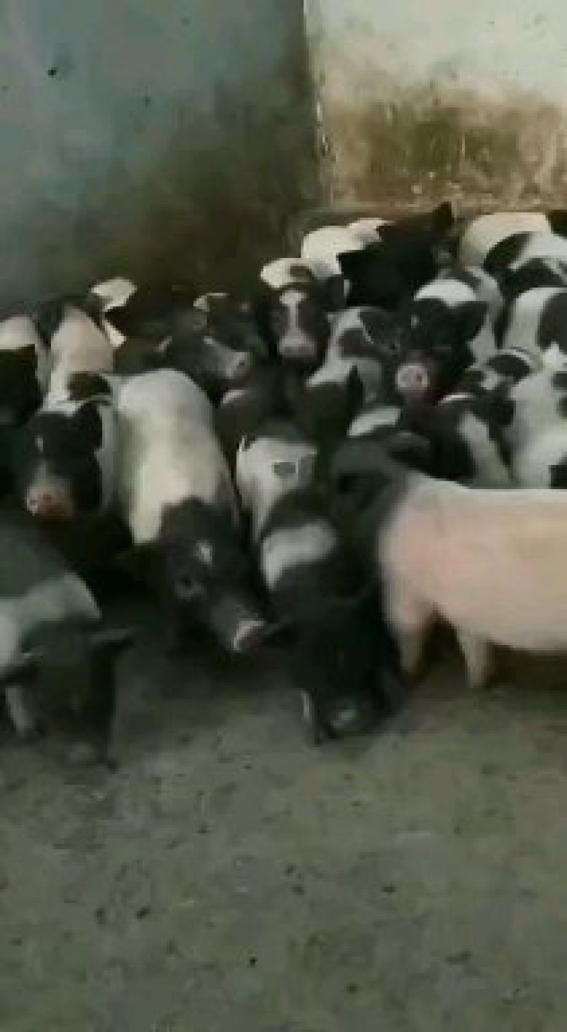 巴马香猪巴马香猪养殖场提供养猪技术