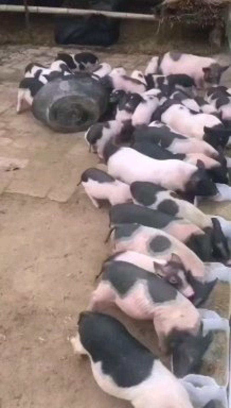 巴马香猪巴马香猪养殖场提供养猪技术