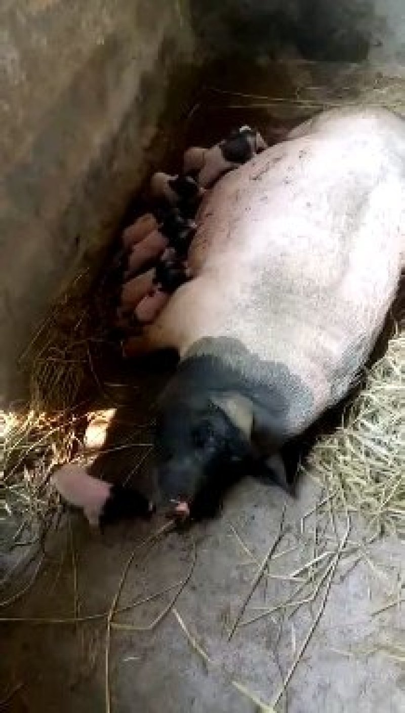 巴马香猪巴马香猪养殖场提供养猪技术