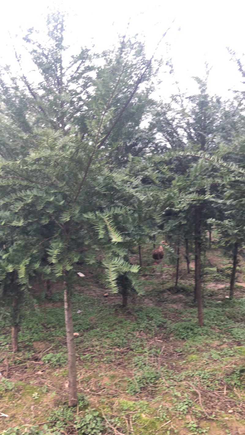 精品红豆杉，红豆杉小苗，红豆杉树，红豆杉球