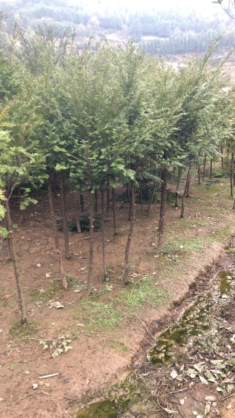 精品红豆杉，红豆杉小苗，红豆杉树，红豆杉球