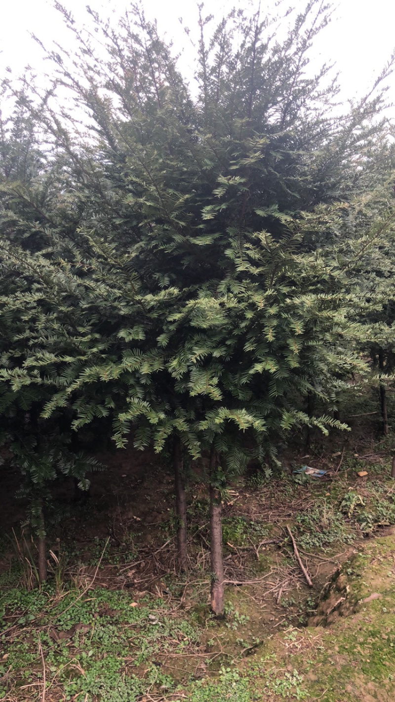 精品红豆杉，红豆杉小苗，红豆杉树，红豆杉球