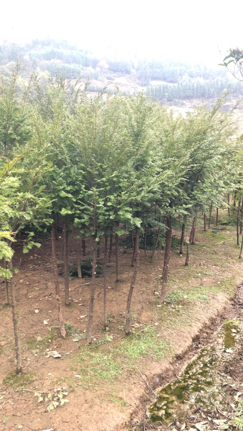 精品红豆杉，红豆杉小苗，红豆杉树，红豆杉球