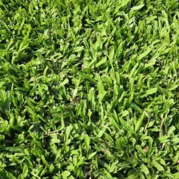 马尼拉草坪