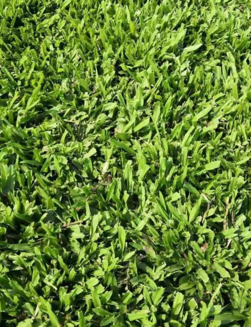 马尼拉草坪