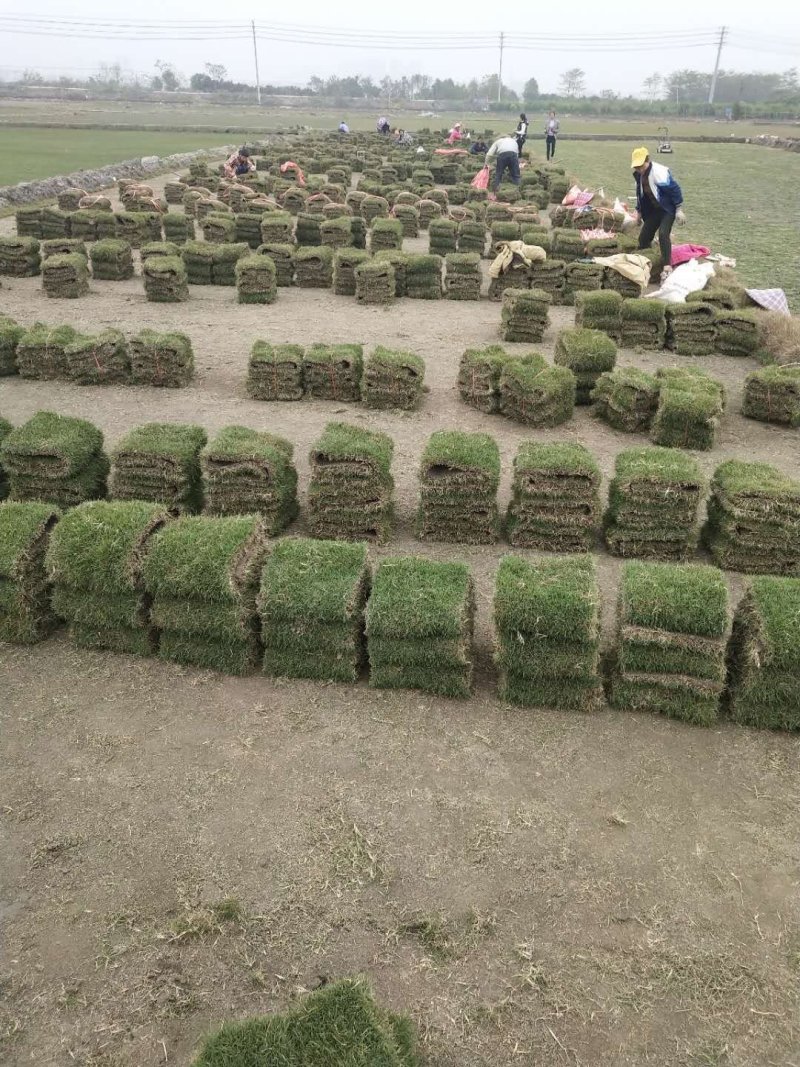 马尼拉草坪