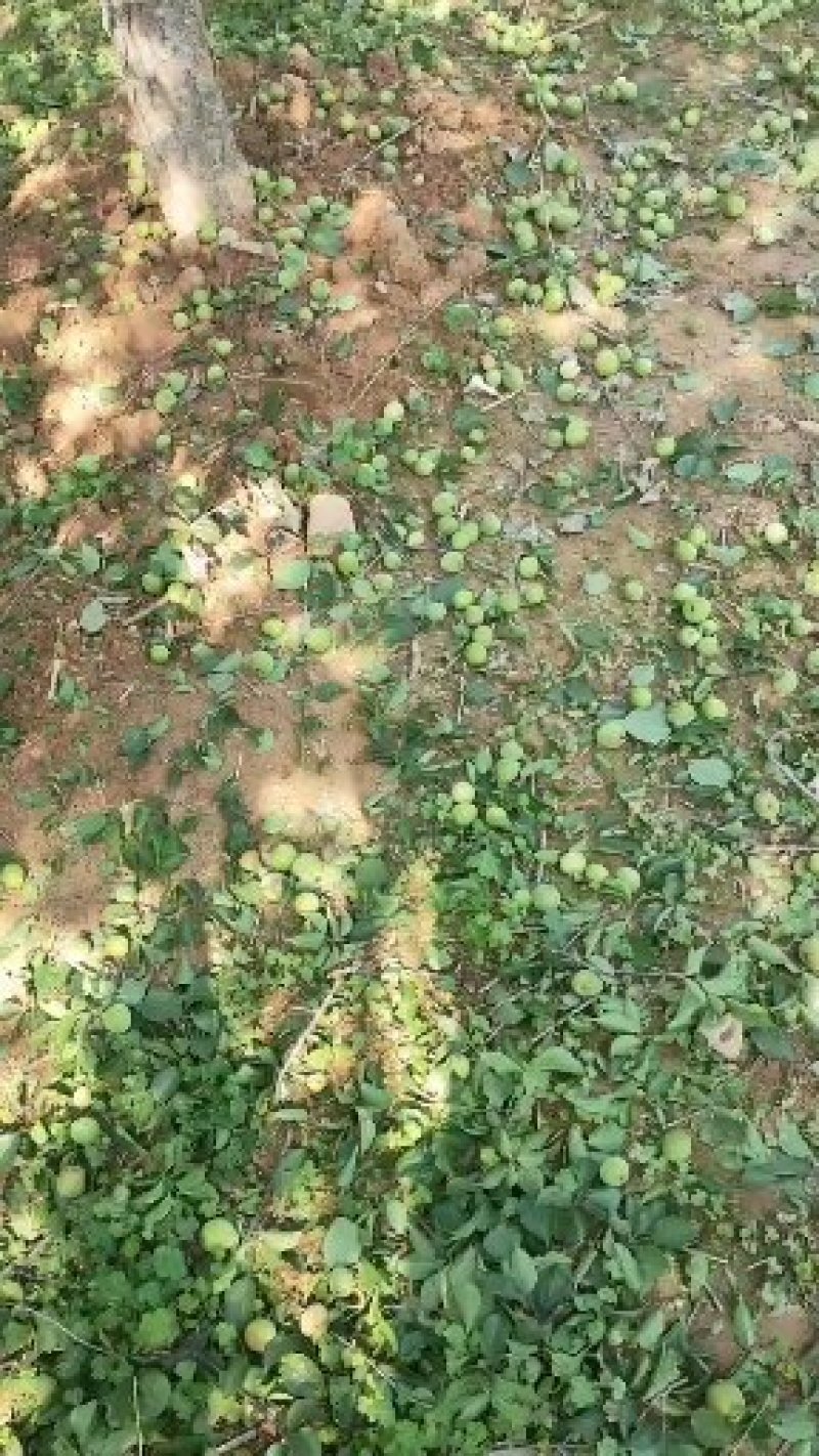 永泰梧桐优质新鲜季节性《青梅》水果，可代办，自产自销。