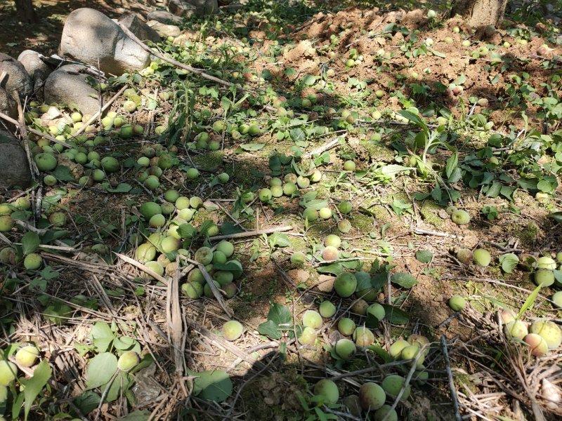 永泰梧桐优质新鲜季节性《青梅》水果，可代办，自产自销。