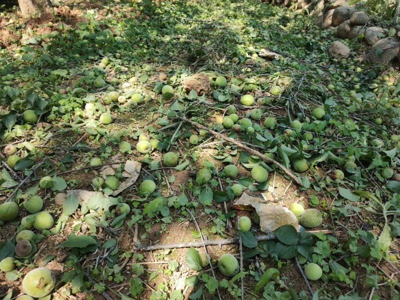 永泰梧桐优质新鲜季节性《青梅》水果，可代办，自产自销。