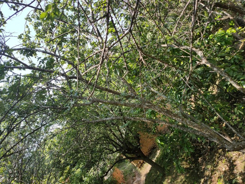 永泰梧桐优质新鲜季节性《青梅》水果，可代办，自产自销。
