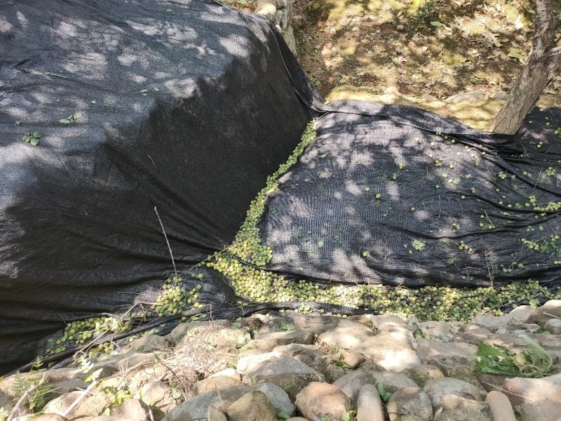 永泰梧桐优质新鲜季节性《青梅》水果，可代办，自产自销。