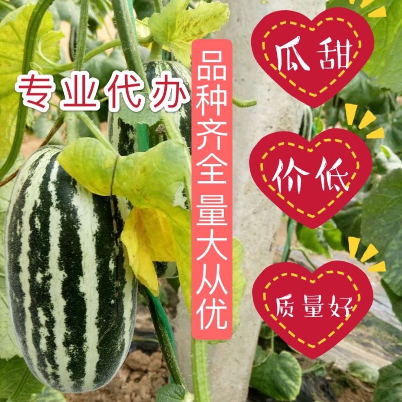 山东博洋九甜瓜皮薄味甜一手货源基地直发可视频看货