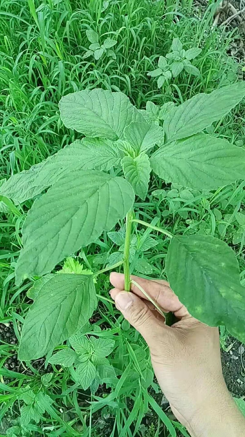 脱水野苋菜特产蔬菜产品脱水烘干野青苋菜泡发率5倍左右