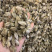 辛夷花一公斤起批无硫磺熏蒸