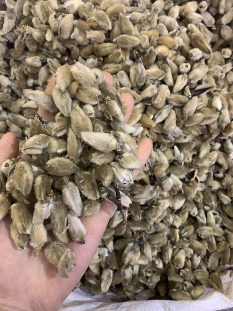 辛夷花一公斤起批无硫磺熏蒸