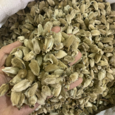 辛夷花一公斤起批无硫磺熏蒸