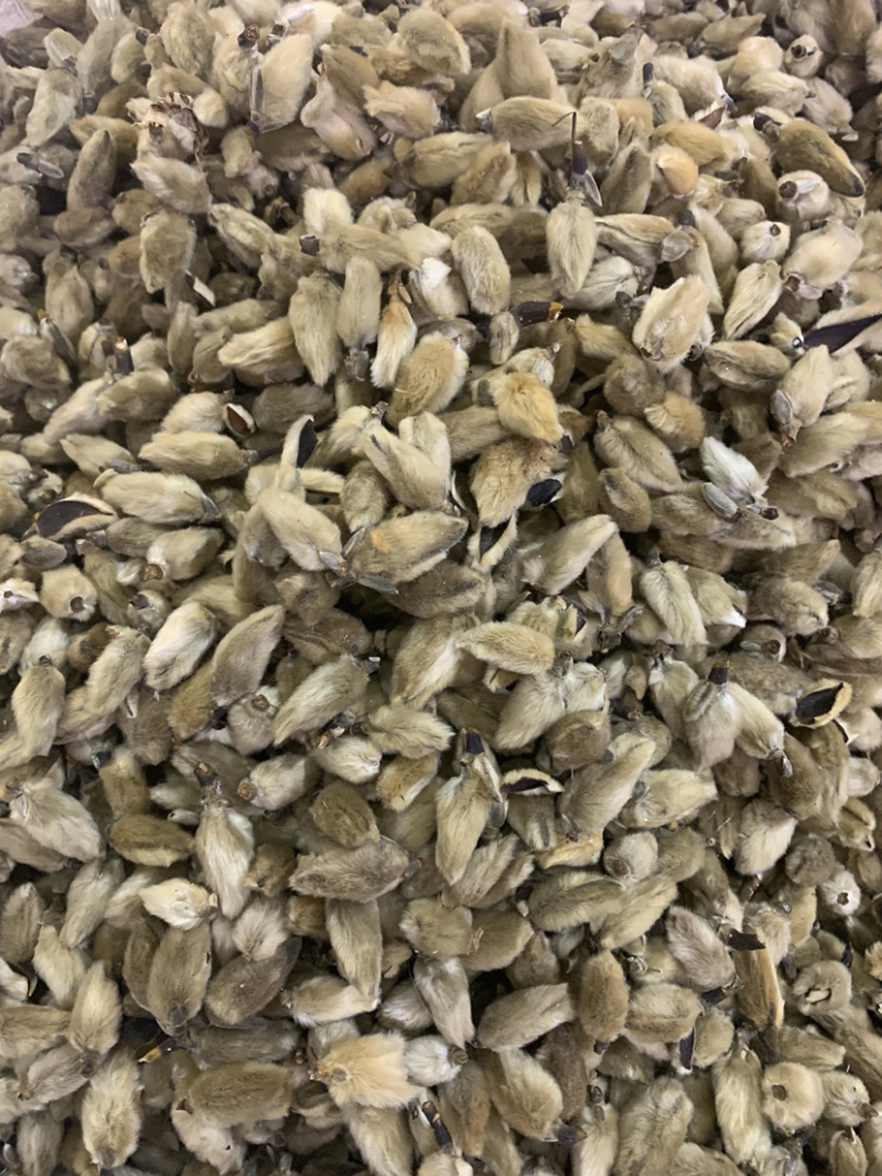辛夷花一公斤起批无硫磺熏蒸